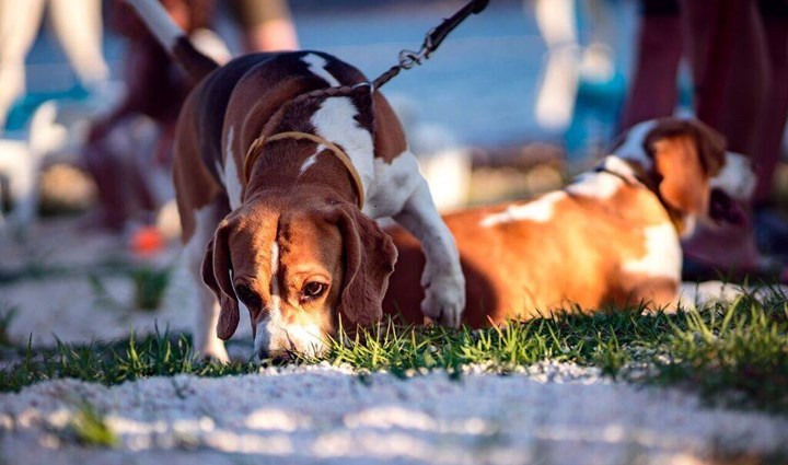 Monty’s Dog Beach & Bar - Plaža za pse 2